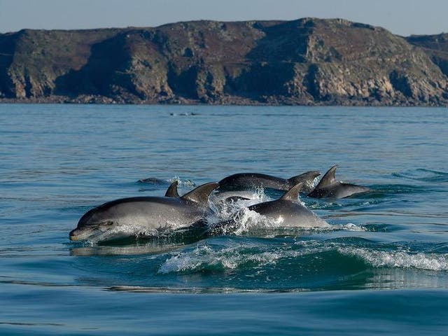 Scientists believe the pollutants weaken their immune system and means the dolphins (pictured) face higher rates of illness and disease than captive counterparts