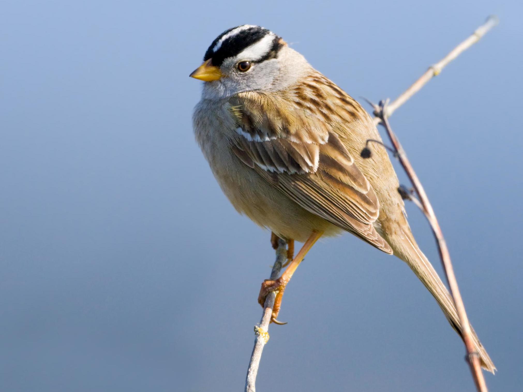 White-crowned sparrows that were given a high dose of the pesticide lost 6% of their body mass within just six hours