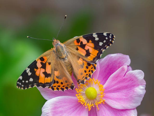 An annual count of painted lady butterflies has revealed a mass migration in summer 2019