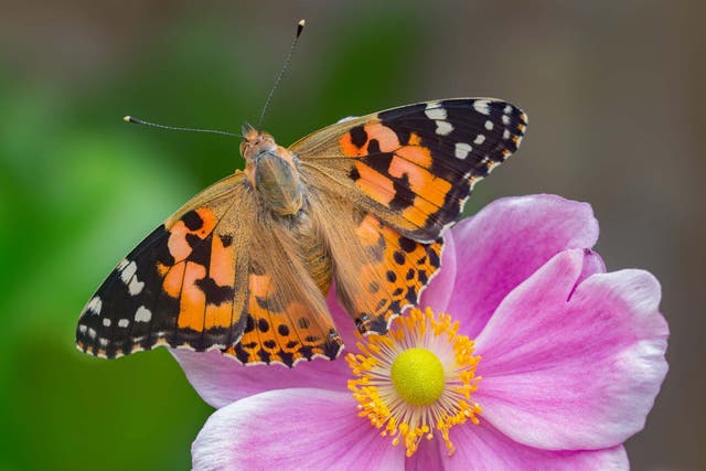 An annual count of painted lady butterflies has revealed a mass migration in summer 2019