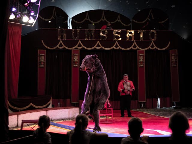 Circus workers force a bear to balance on a skateboard before sliding the animal away