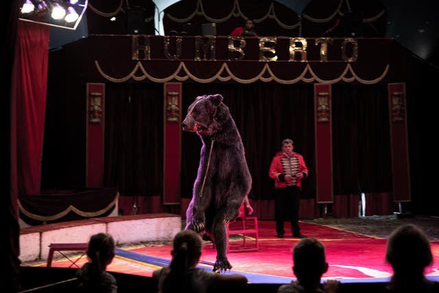 Circus workers force a bear to balance on a skateboard before sliding the animal away