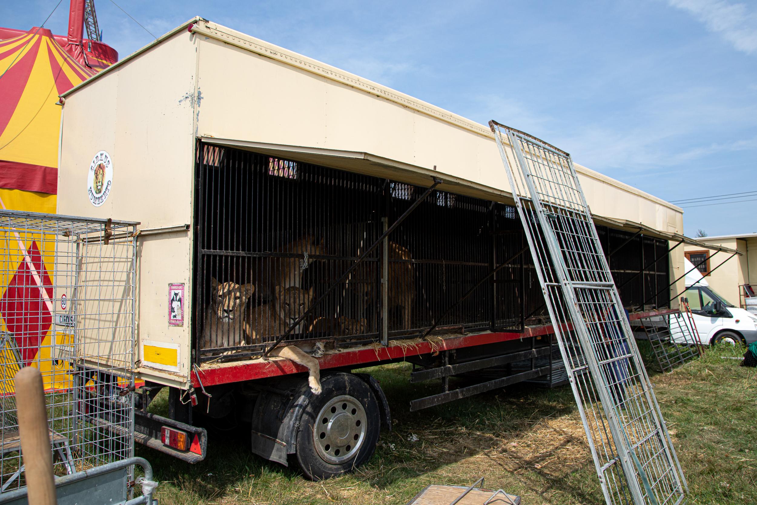 Lions kept in a small trailer away from circus performances in the Czech Republic (Four Paws/Aaron Gekoski)