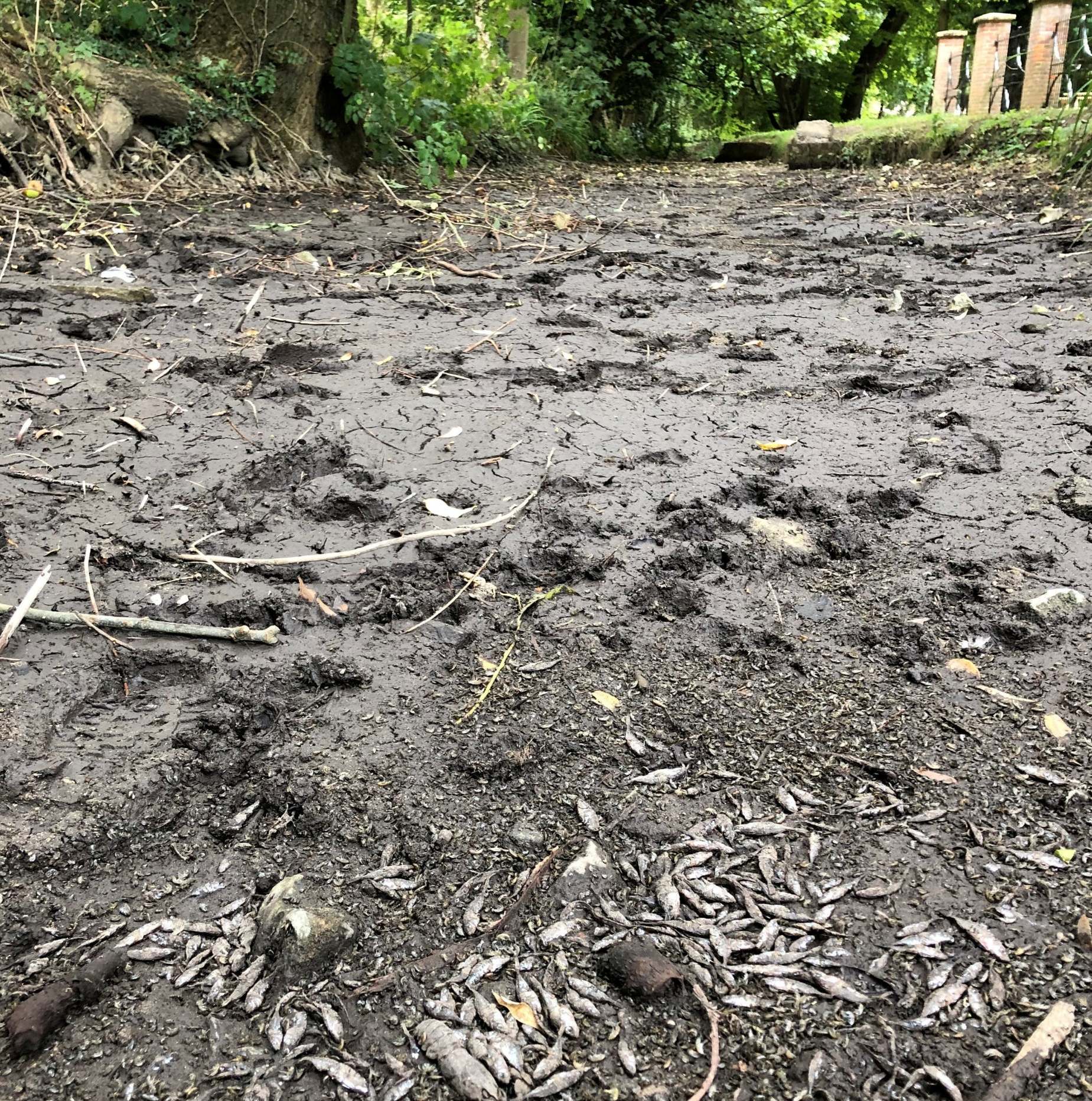 Hundreds of dead shrimp and fish have died in what was previously a free-flowing river (Allen Beechey/SWNS)
