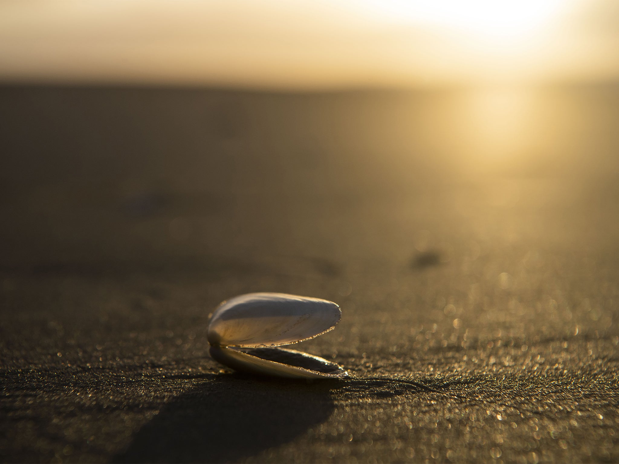 The sun rises behind an empty yellow clam shell sitting on the beach in Barra Del Chuy, Uruguay