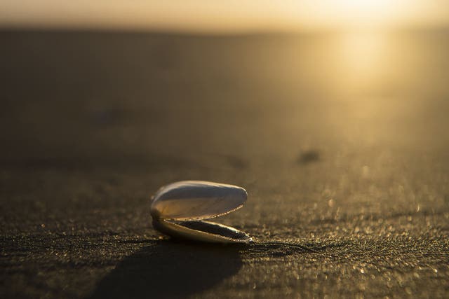The sun rises behind an empty yellow clam shell sitting on the beach in Barra Del Chuy, Uruguay