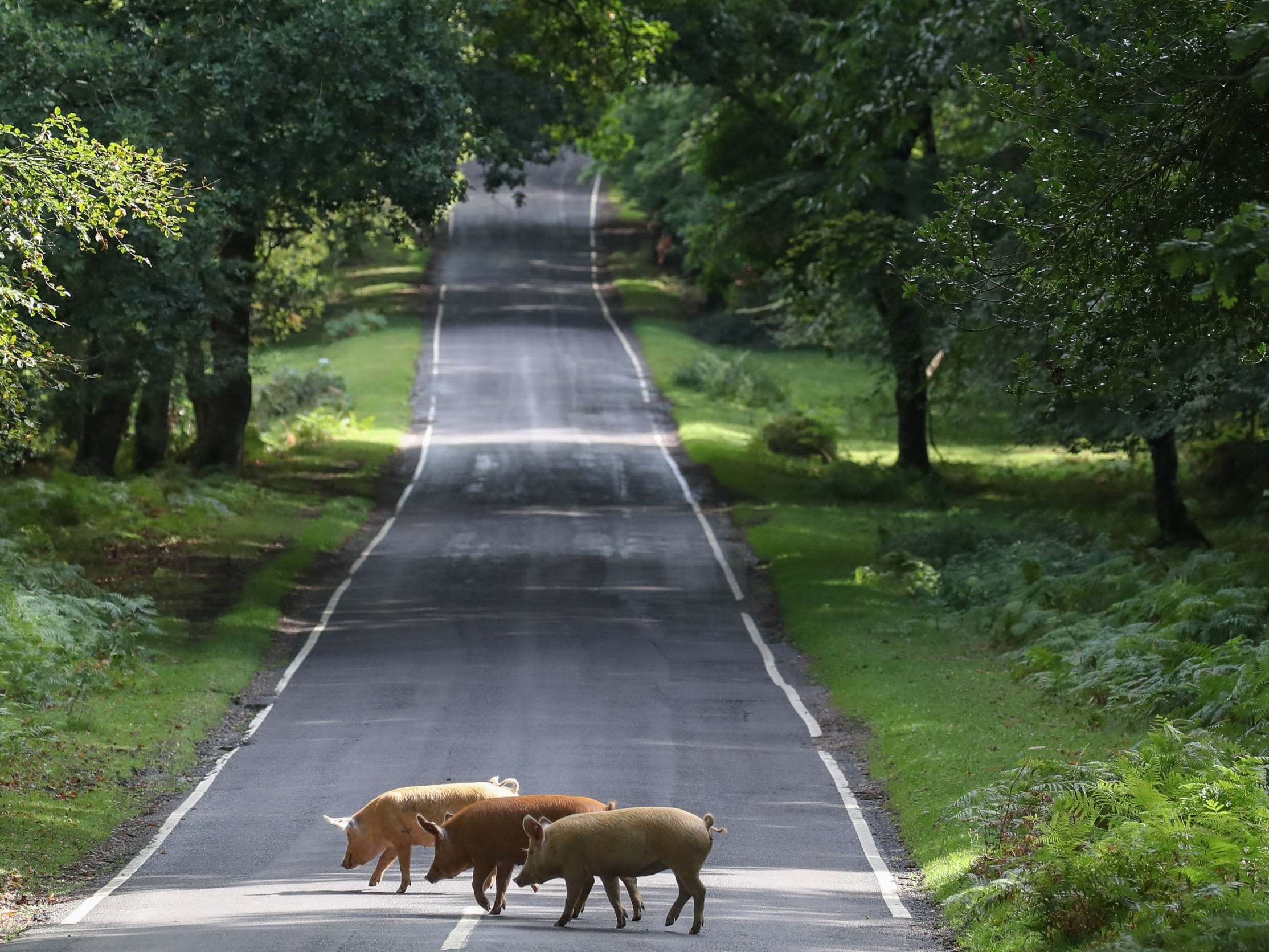 Weather: Britain to bask in sunshine during Indian summer starting this weekend