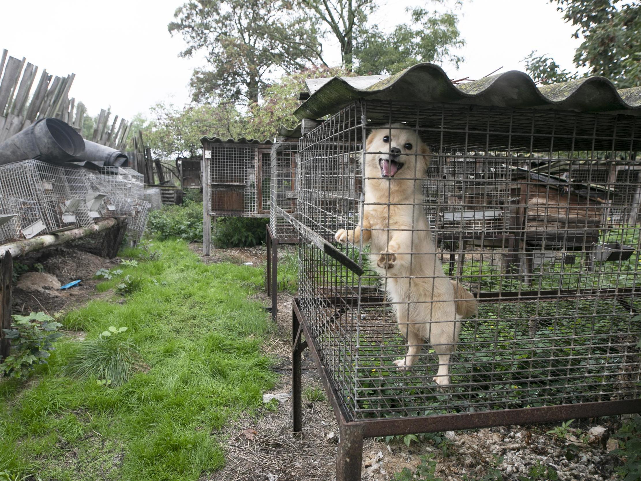 dogs and cages