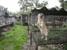 Dogs and puppies found ‘neglected and starving’ in cages at Poland fur farm