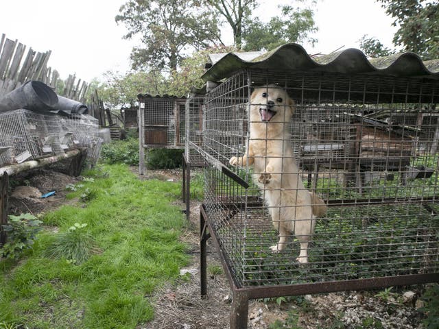 A dog is seen standing on its hind legs in the hope of escaping its cage