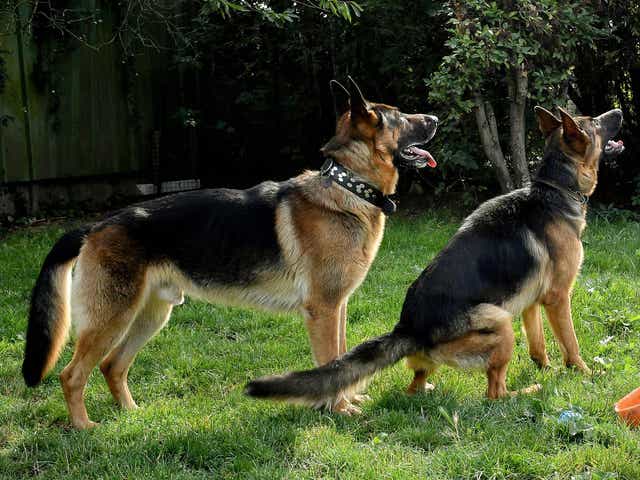 German sheperd-type dogs were allegedly harmed on set of Manhunt: Lone Wolf