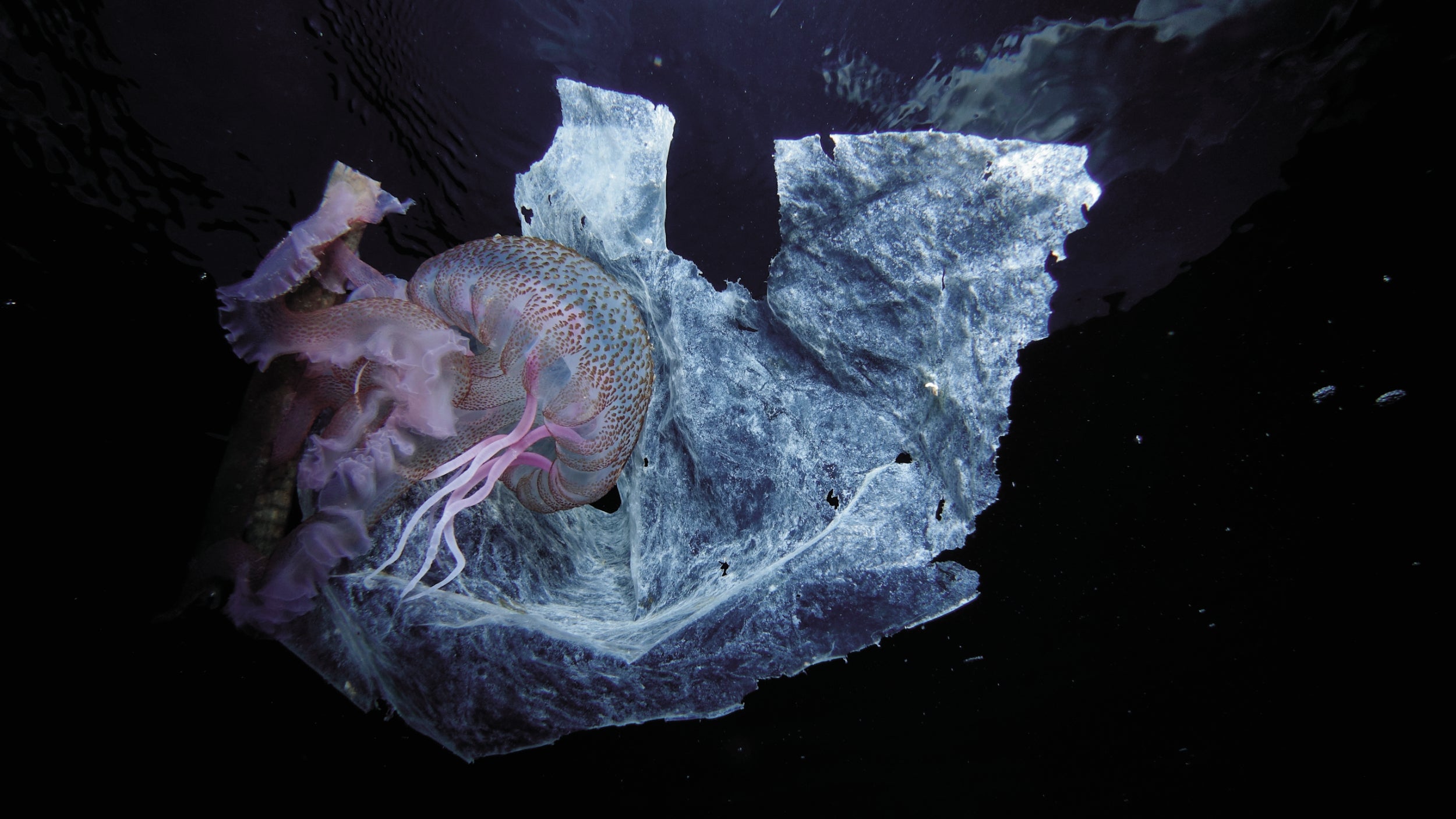 Oceana: the largest international advocacy organisation dedicated solely to ocean conservation. Oceana is rebuilding abundant and biodiverse oceans by winning science-based policies in countries that control one-third of the world’s wild fish catch. With over 200 victories that stop overfishing, habitat destruction, pollution and killing of threatened species like turtles and sharks, Oceana’s campaigns are delivering results. A restored ocean means that one billion people can enjoy a healthy seafood meal, every day, forever. Together, we can save the oceans and help feed the world. Visit www.eu.oceana.org