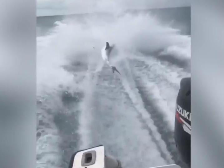 Man who dragged shark to death from speedboat and poured alcohol down throats of fish is jailed