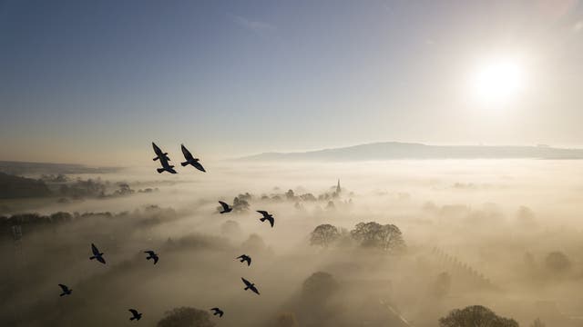Flock of rock doves flying near Burley in Wharfedale, West Yorkshire