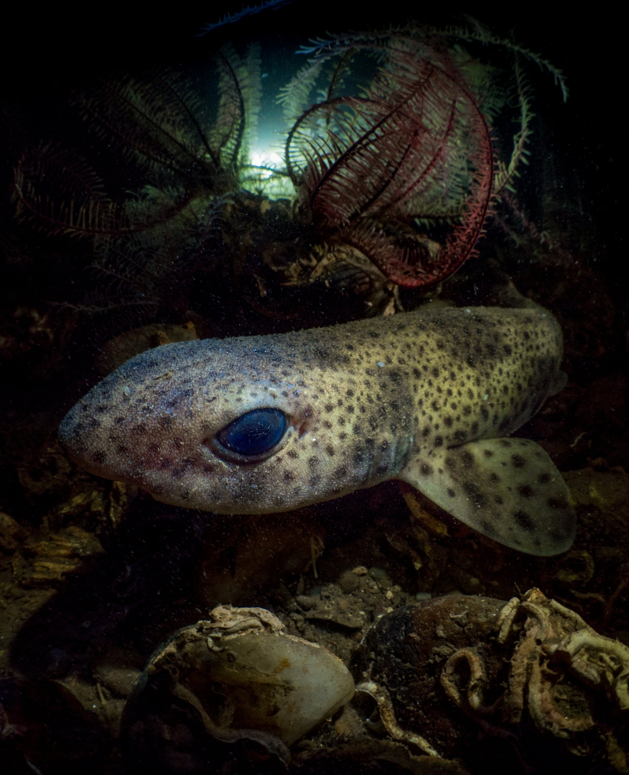 Small-spotted catshark capture in Loch Fyne, Argyll and Bute