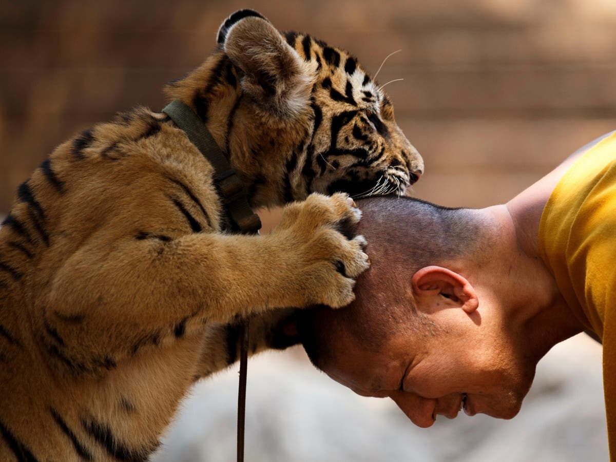 Over half of the tigers rescued from Thailand tourist attraction have died