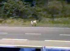 Small goat shuts down one of the UK’s busiest motorway junctions