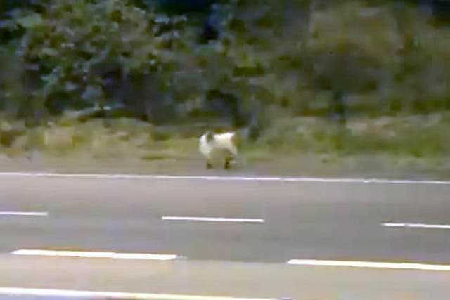 The rogue animal was spotted darting among vehicles between junctions 28 and 29 of the M62 near the Lofthouse interchange