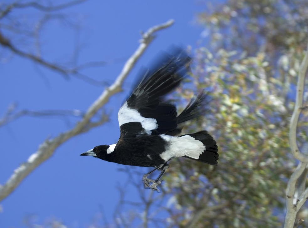 During the mating season, Australian magpies can become aggressive