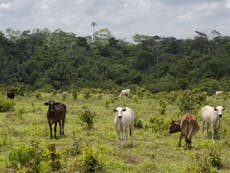 UK supermarkets are selling beef from firm linked to illegal destruction of Amazon rainforest