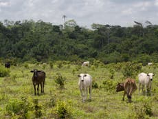 UK supermarkets buy beef from firm linked to Amazon destruction