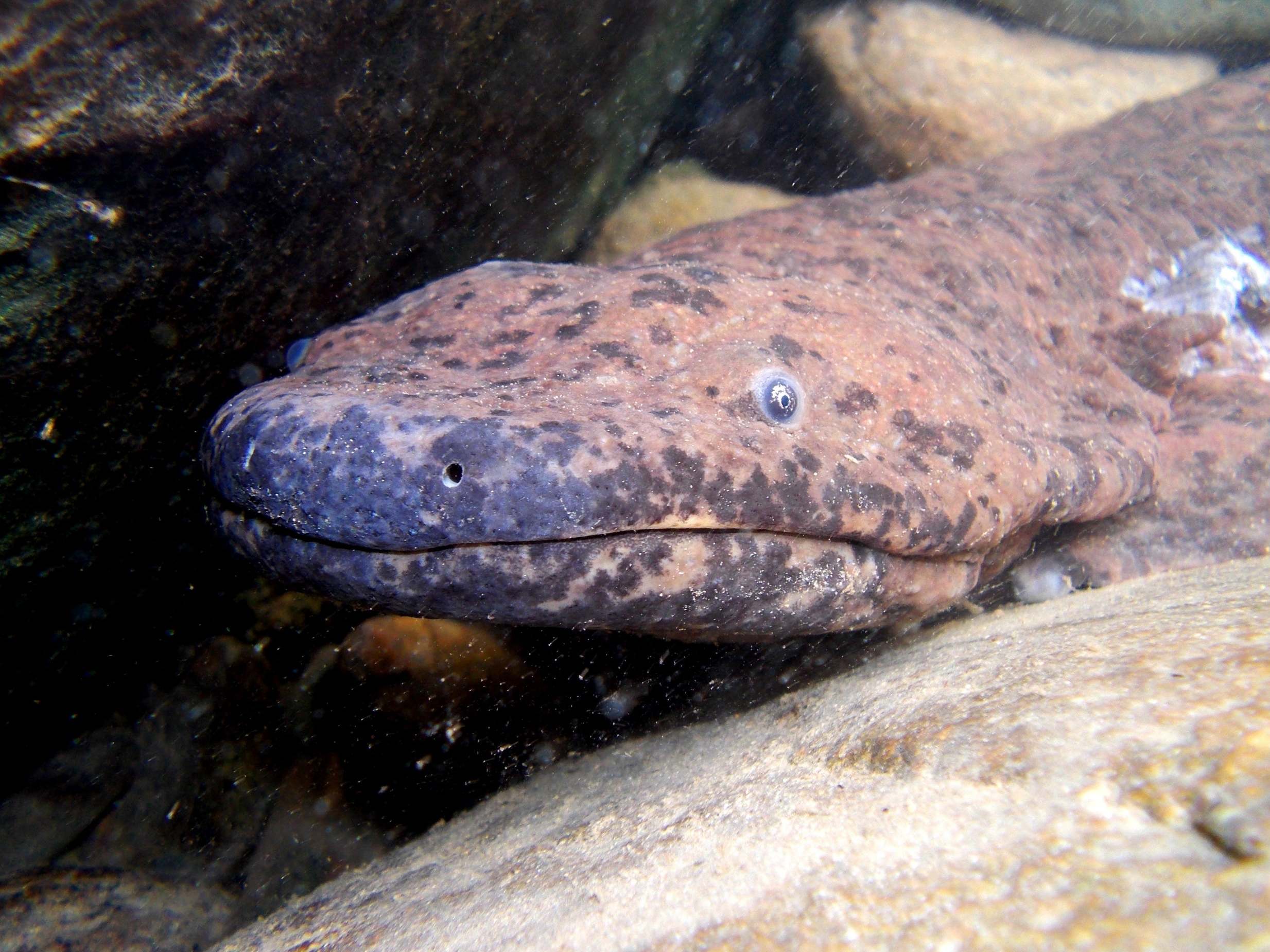Newly discovered species of giant salamander is &apos;world&apos;s largest&apos; known amphibian