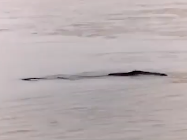 China&apos;s &apos;Loch Ness Monster&apos;: Mysterious long, black creature spotted in Yangtze River