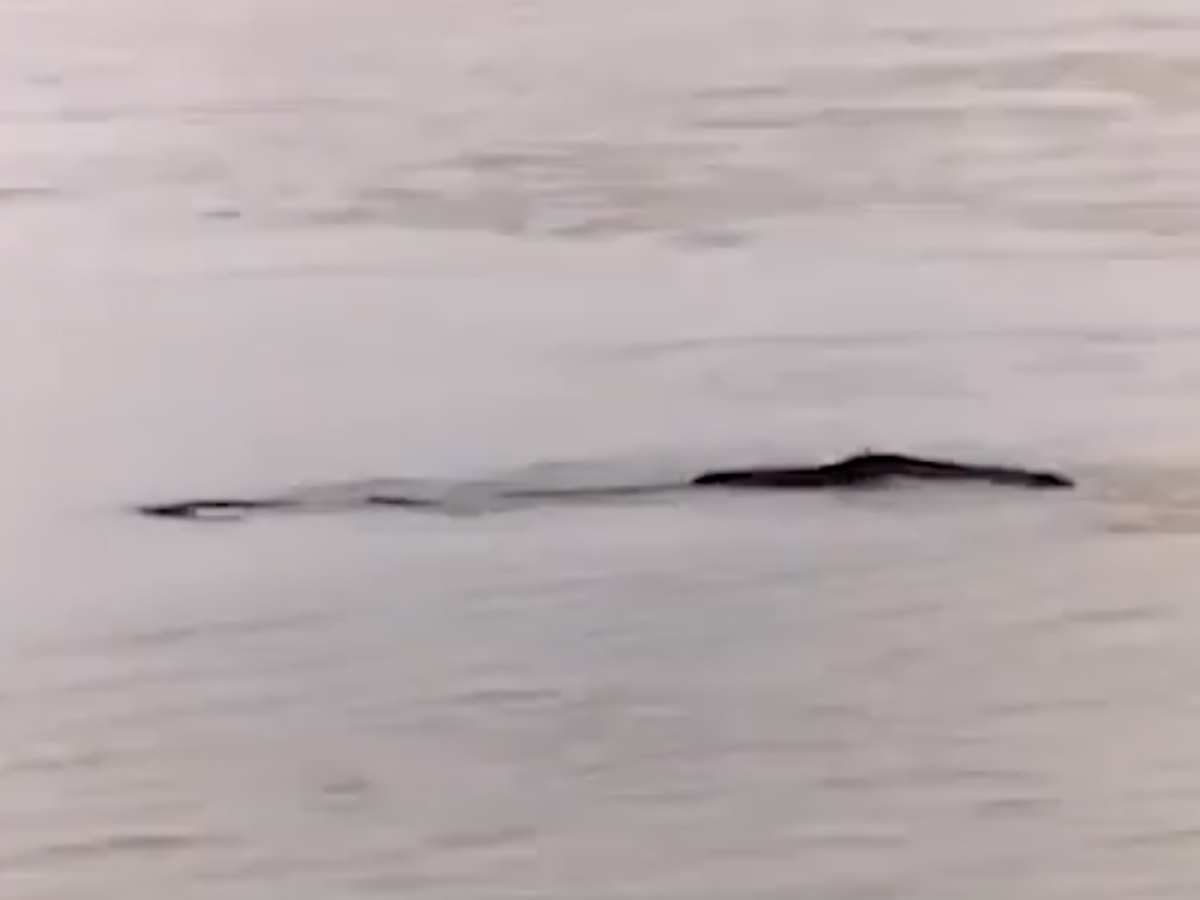 China's 'Loch Ness Monster': Mysterious long, black creature spotted in Yangtze River | The Independent | The Independent