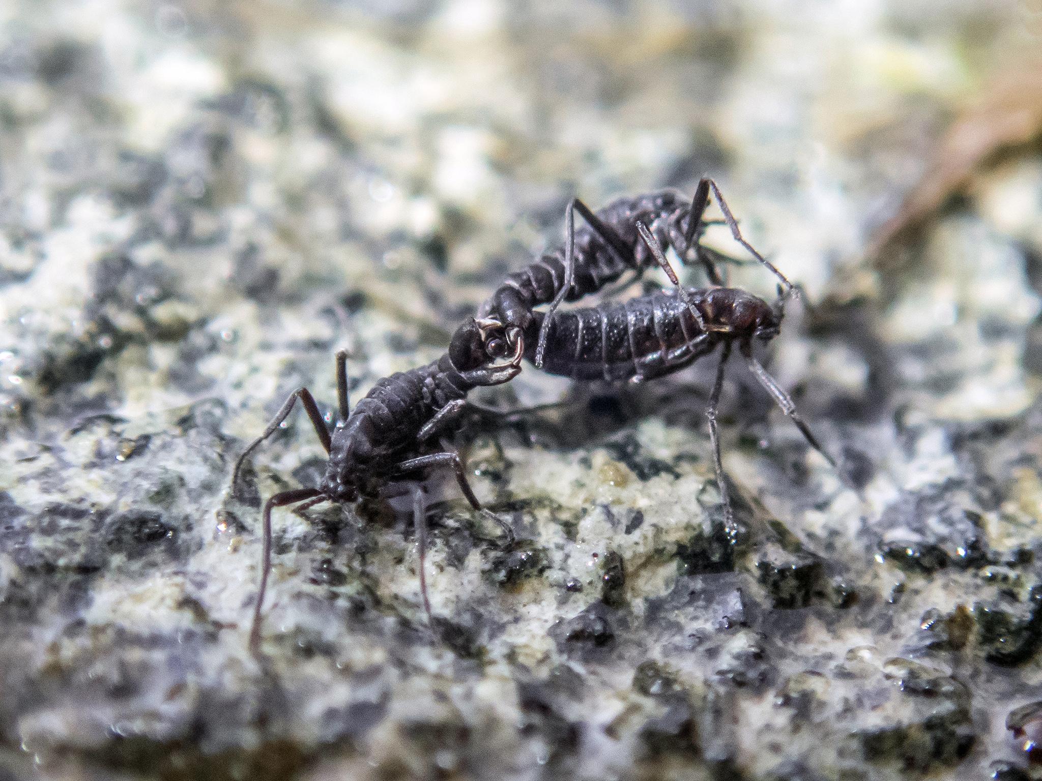 Antarctic midges are the only year-round insect residents of the continent