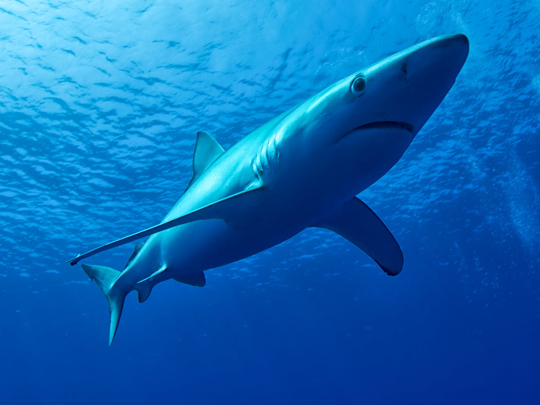 Sharks blues. Prionace glauca. Голубая акула (синяя акула). Средиземноморская голубая акула. Синяя акула Кархаринообразные.