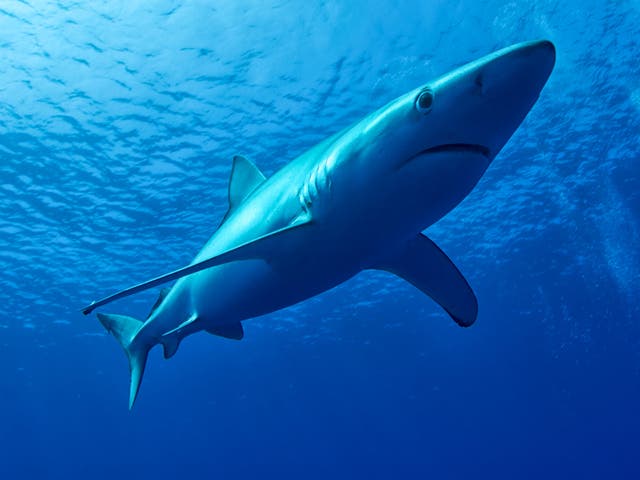 Blue sharks are regularly seen in waters of the UK during summer months as they follow their food