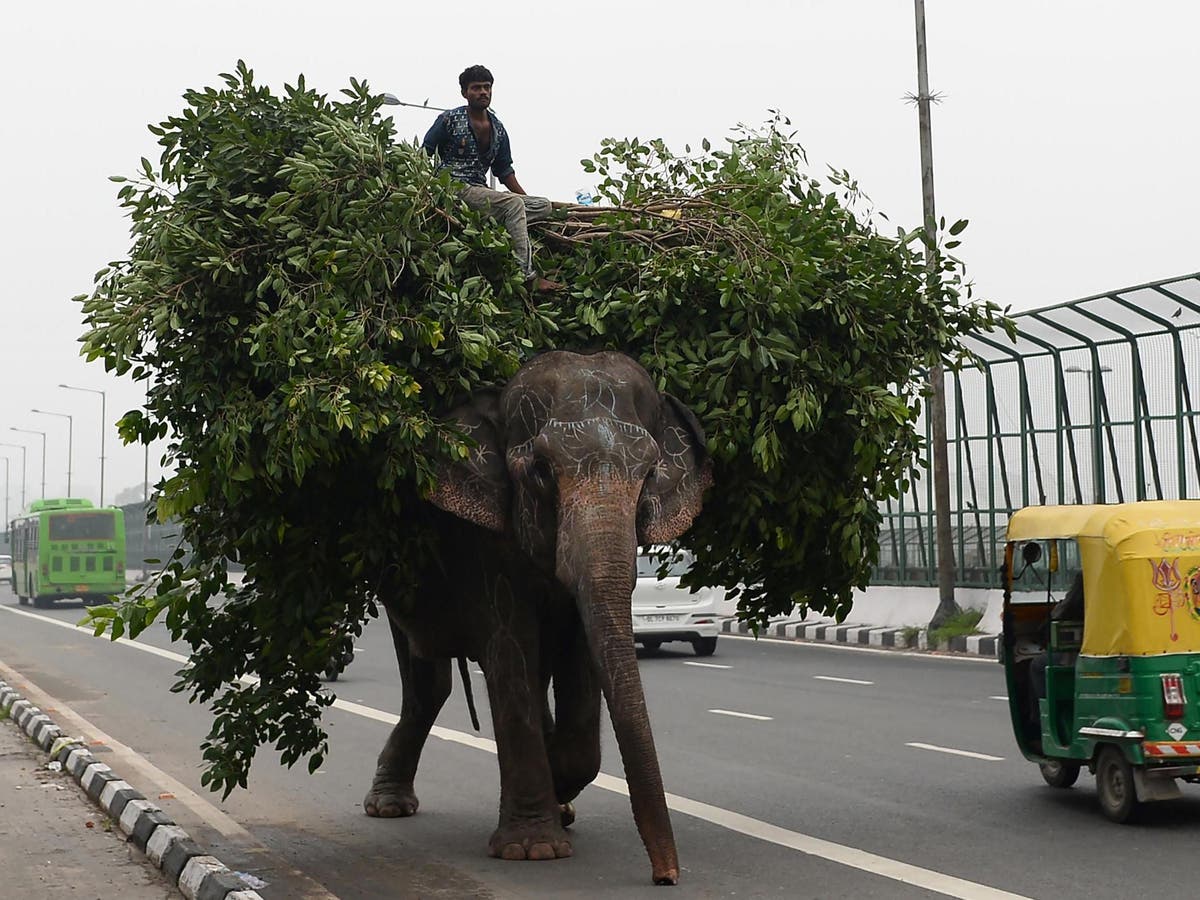 Last elephant owner in Delhi hiding in city forest to evade police