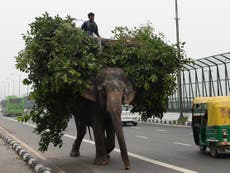 Last elephant owner in Delhi hiding in city forest to evade police