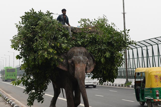 One of Delhi's last elephants walks along a polluted, busy road in the capital. After years of pressure from activists, only one animal remains to be rehomed outside the city