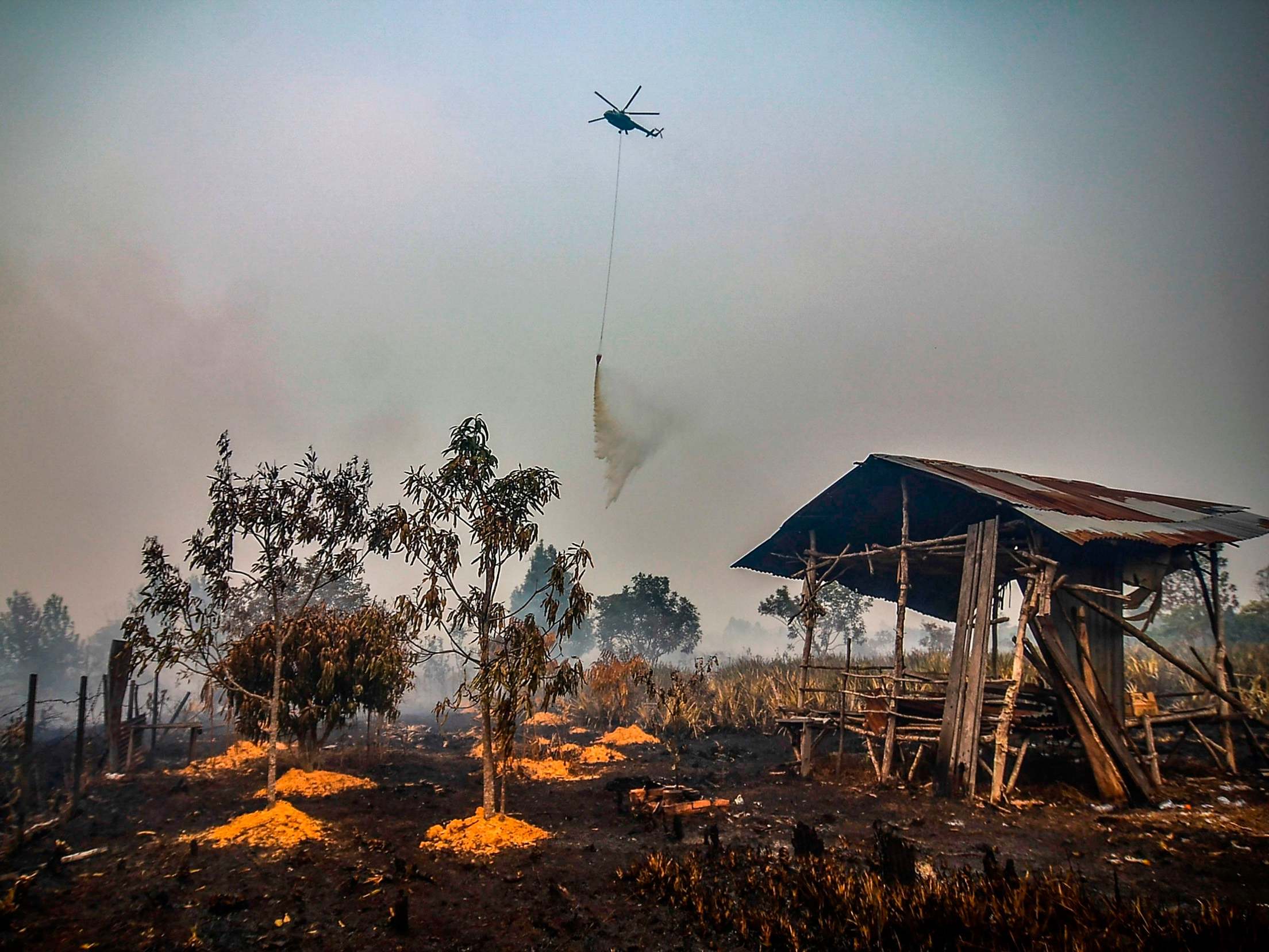 A water-bombing helicopter douses the burning peatland in Kampar of Riau province on 18 September 2019.