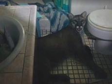 Mountain lion wanders into couple's home while they watch TV before getting itself locked in bathroom