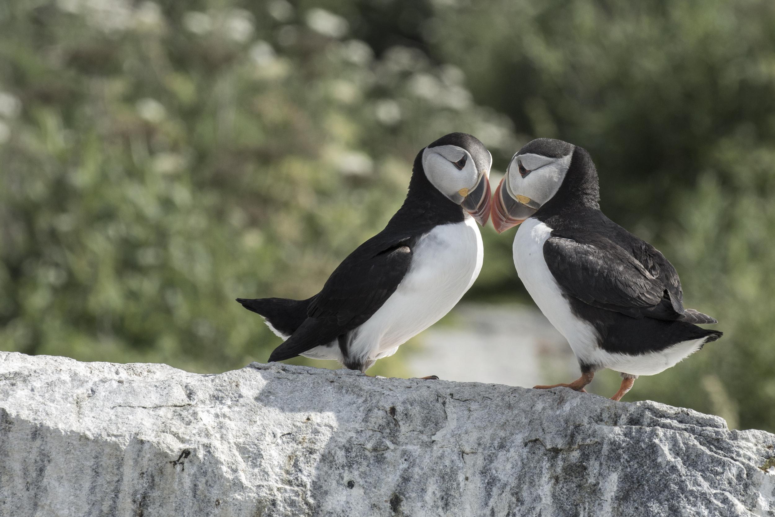 Puffins can be observed in their natural habitat