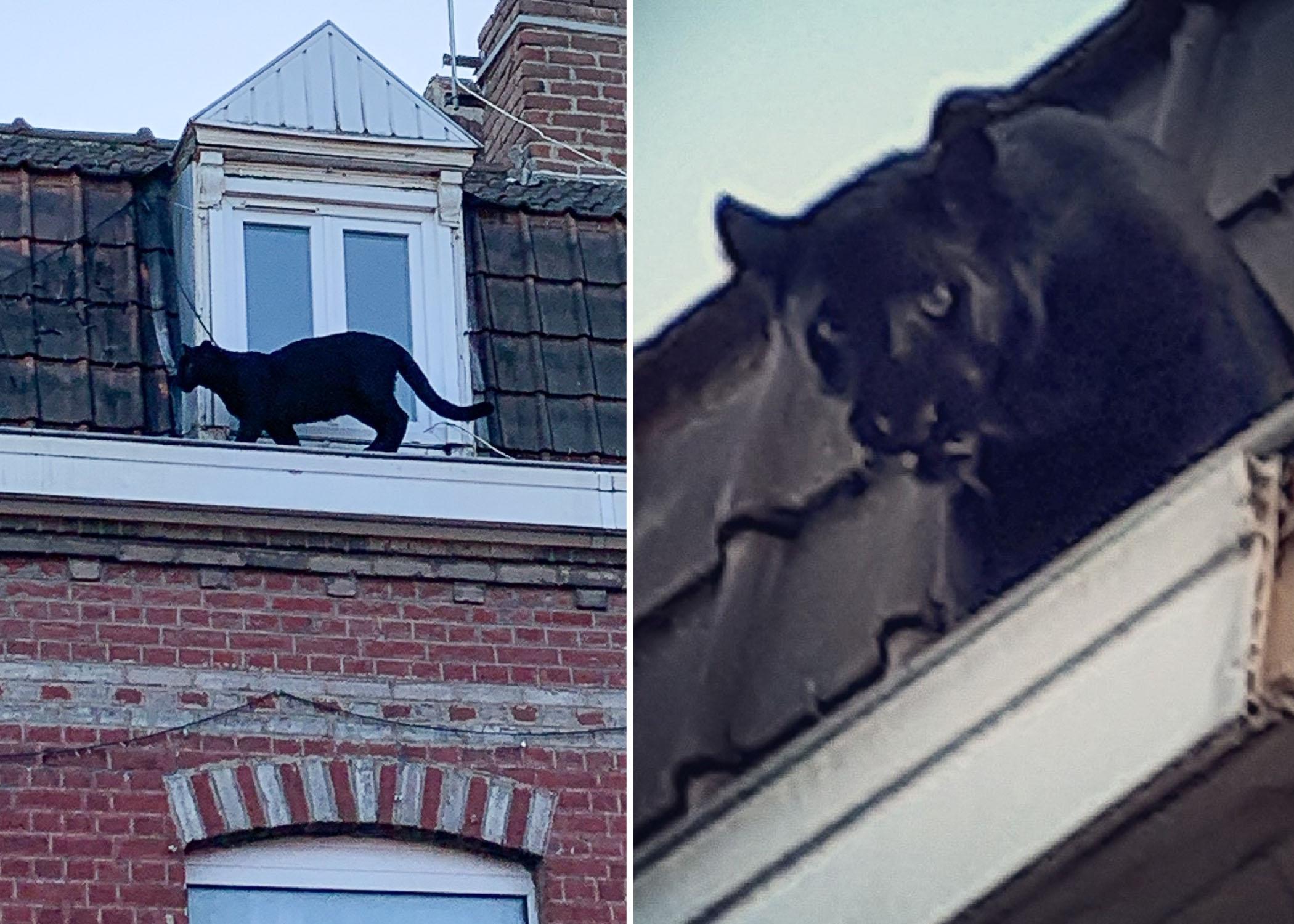 Black panther spotted prowling French rooftops