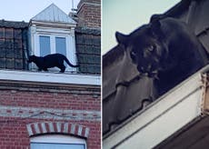Black panther spotted prowling French rooftops