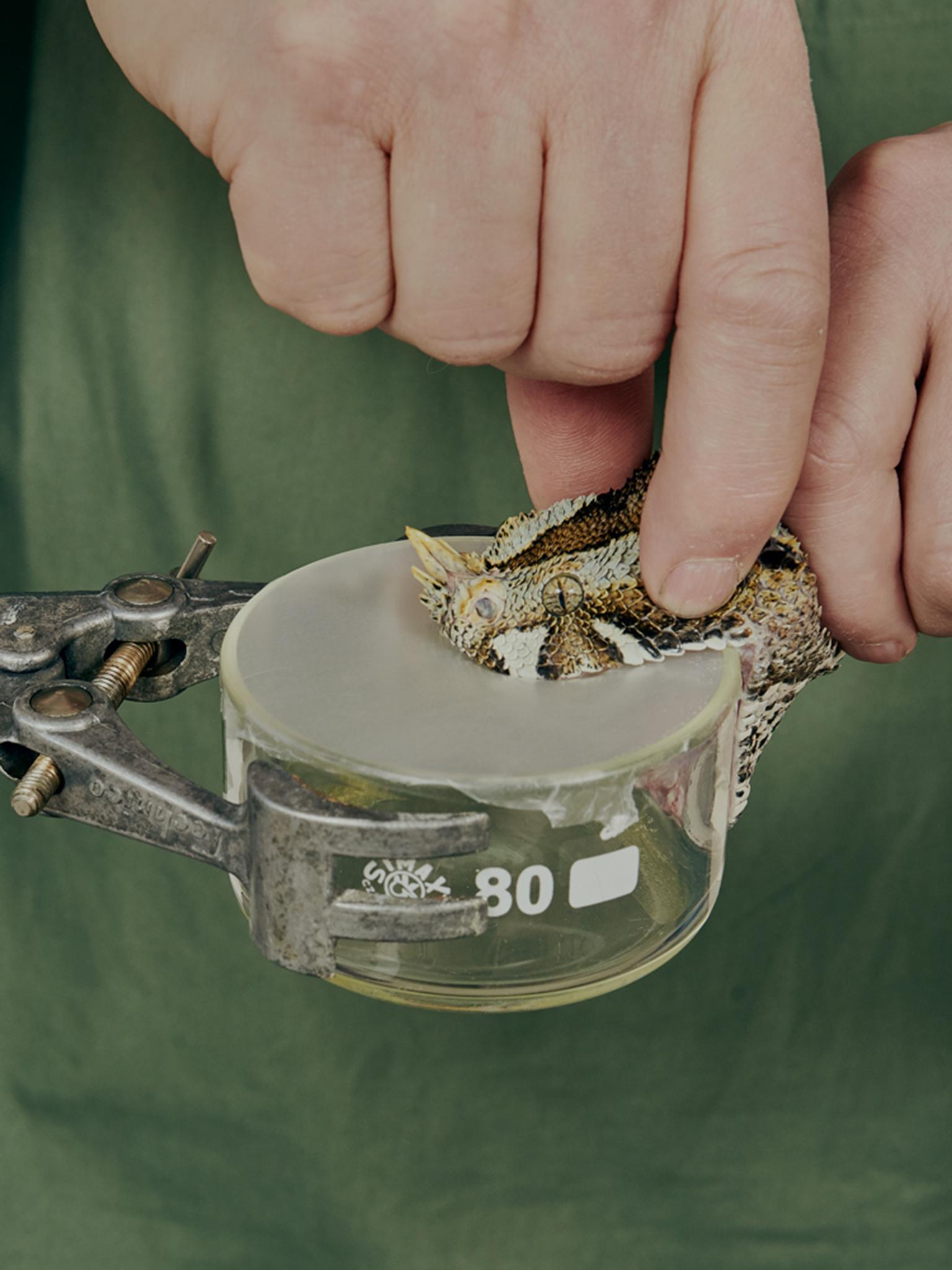 The snake bites on a small container topped with cling film (Wellcome Trust)