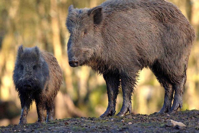 File photo shows a wild boar. The pair were on a boar-hunting trip