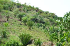 Jurassic plants to boost Uganda’s tourism