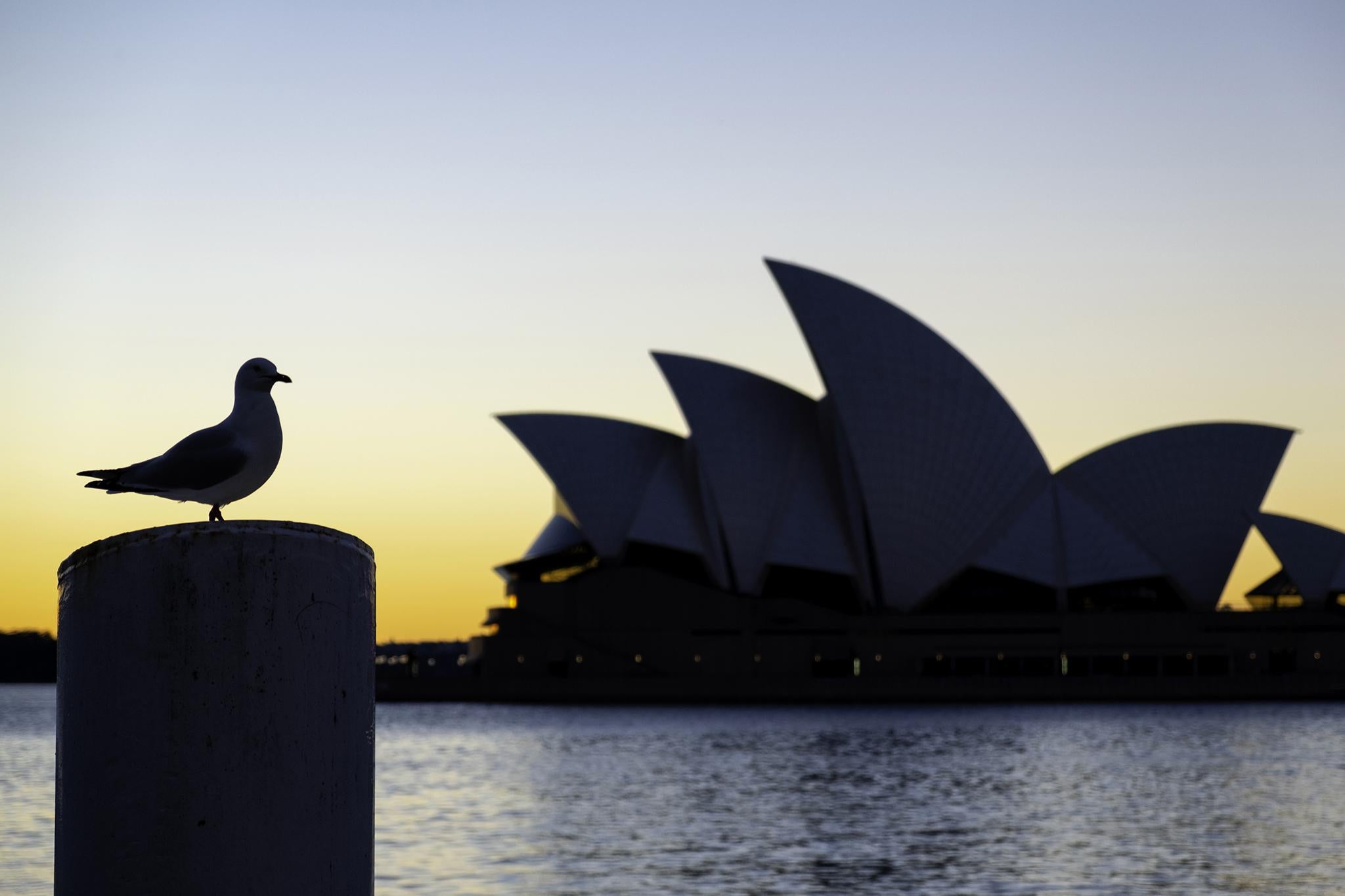 <p>A seagull stands in front of Sydney’s iconic Opera House</p>