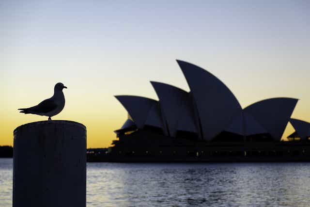 A seagull stands in front of Sydney’s iconic Opera House