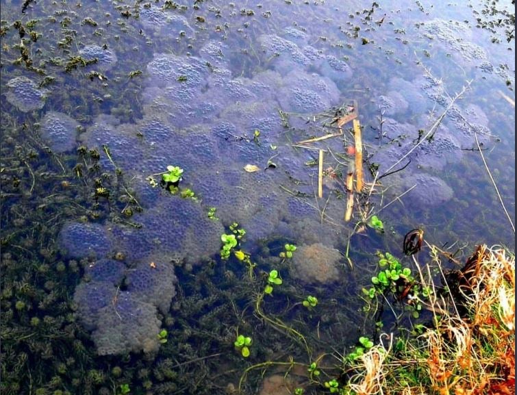 The wetlands were destroyed after being used as a dumping ground for silt. Pictured is frog spawn found at the site before it was destroyed.