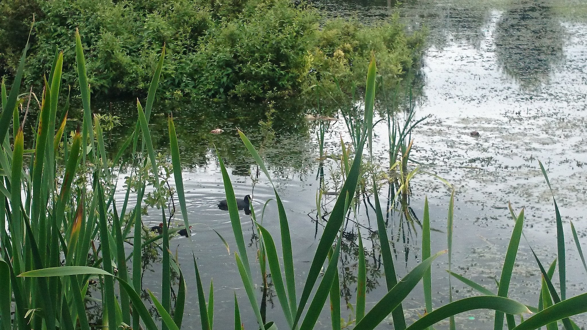 The wetlands (pictured) were home to European eels whose numbers have dropped by more than 90 per cent since the early 1980s