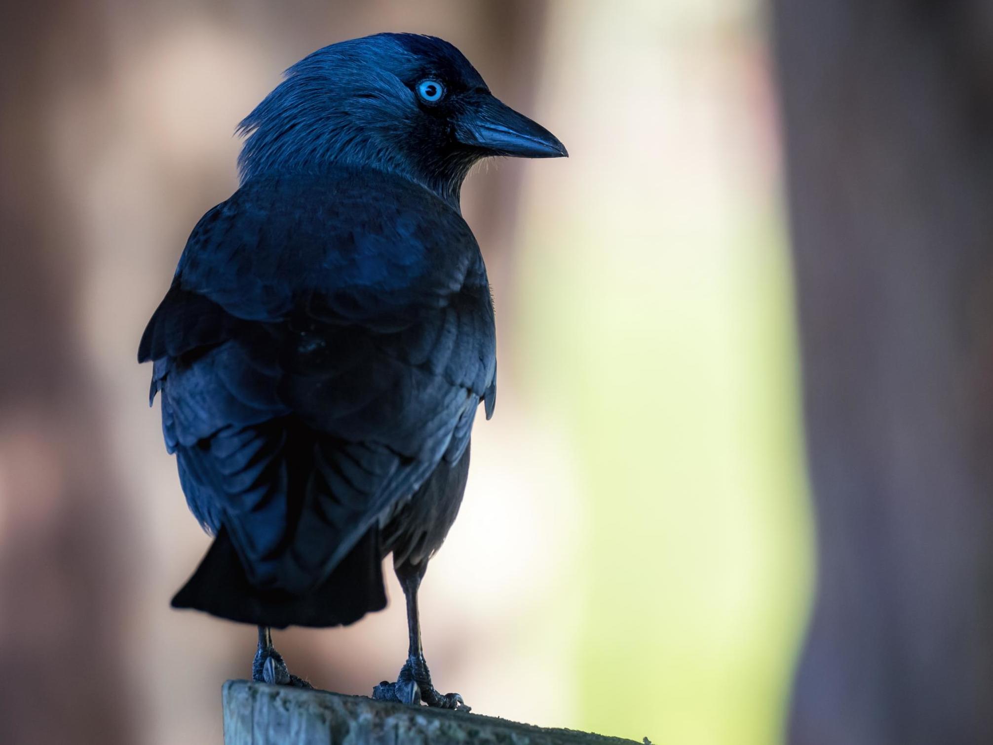 A group of jackdaws is known as a ‘clattering’