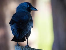 Jackdaws can identify ‘dangerous’ humans, scientists say