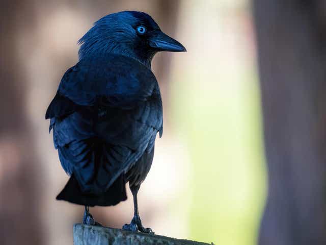 <p>A group of jackdaws is known as a ‘clattering’ </p>