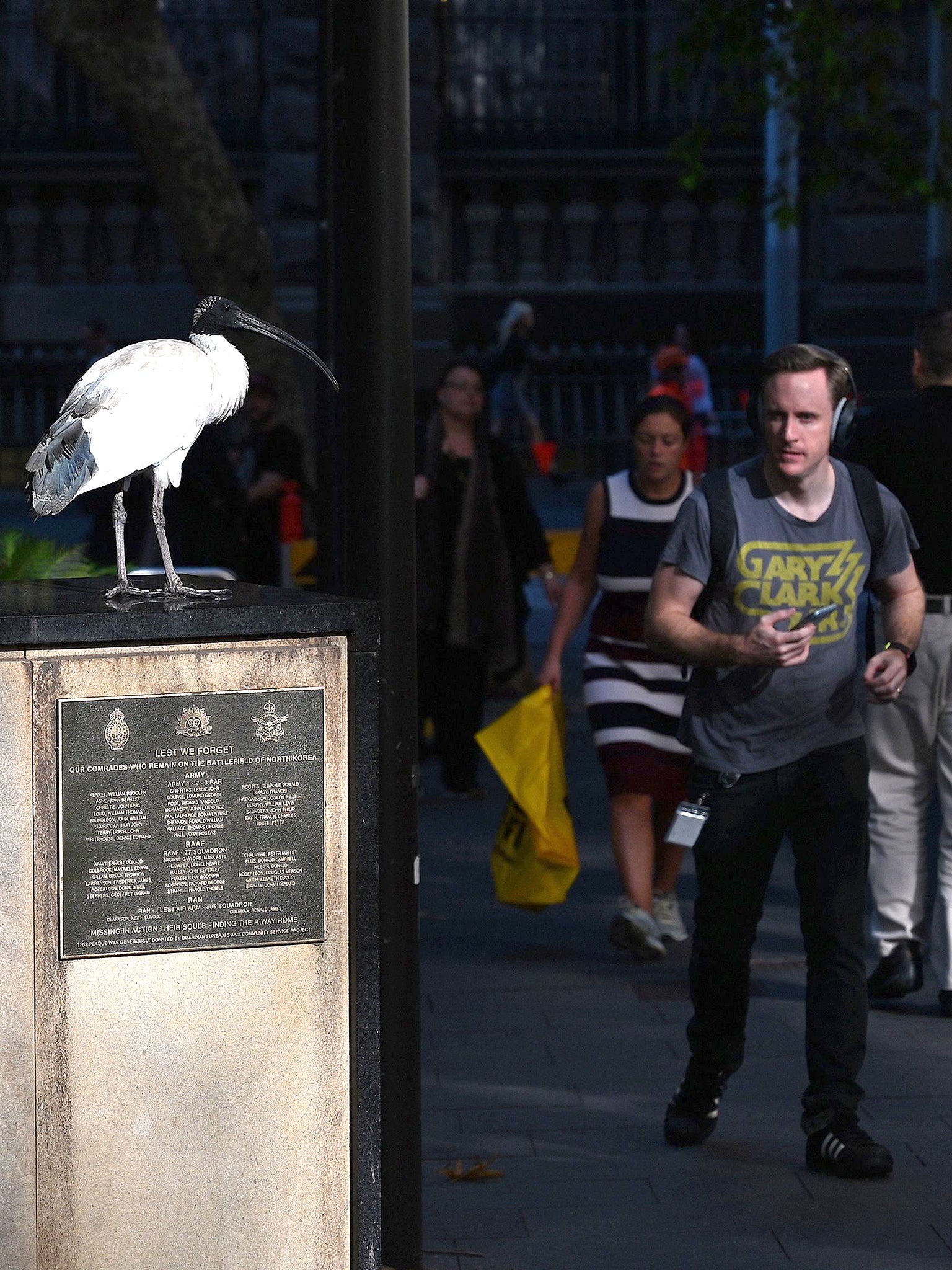 An Australian white ibis stands in the sun as pedestrians walk along a street in the central business district in Sydney